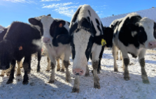 steers 2 (2)